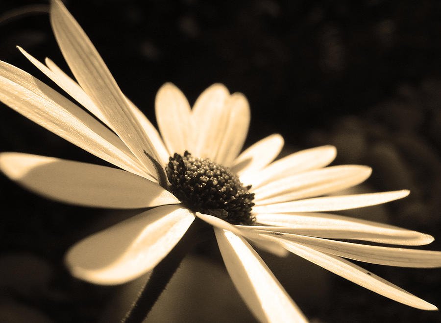 15 Beautiful & Stunning Sepia Photos