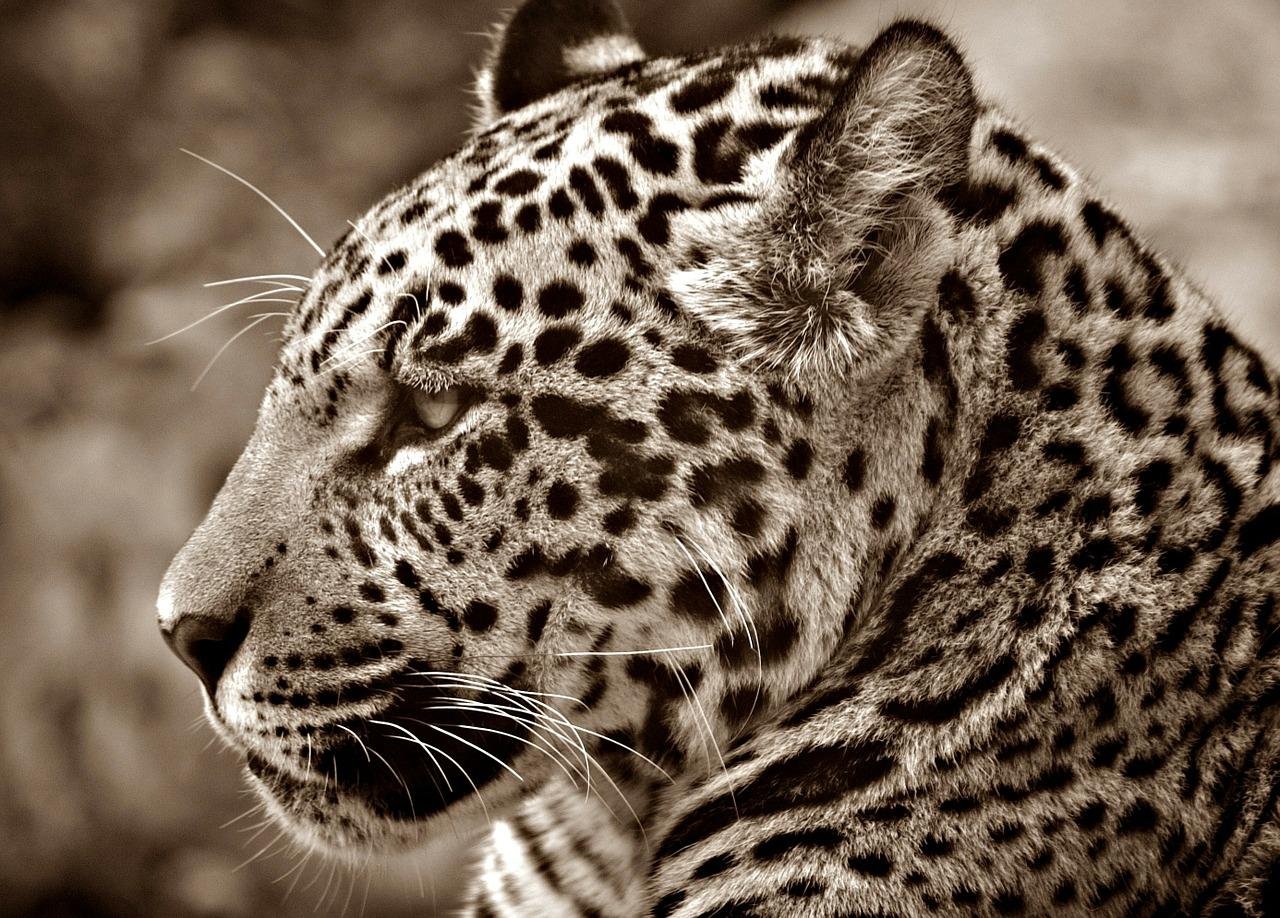 Jaguar Sepia