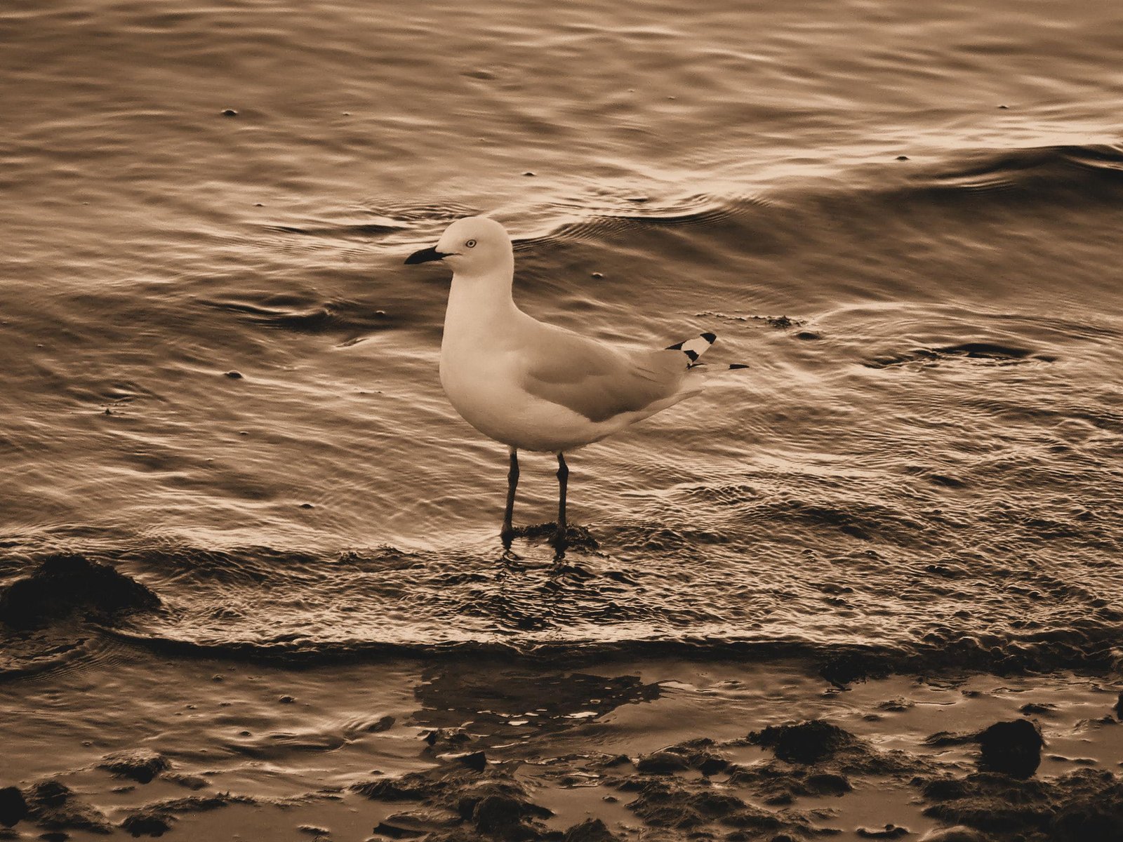 Seagull Sepia