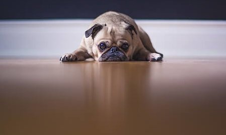 Sad Pug